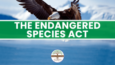 Logo:1jpmswcybo0= Endangered Species Act