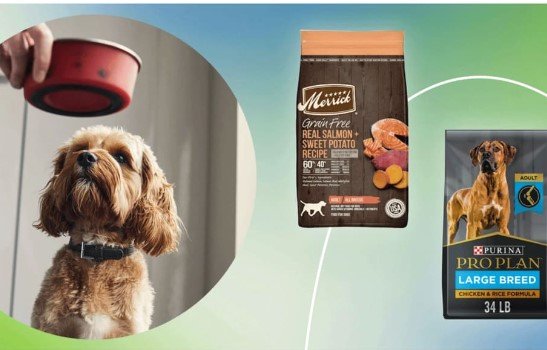 Logo:5nysvvakjo0= Dog Food Brands