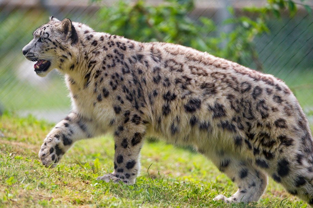 Beautiful:_Q3ibig5ipu= Snow Leopard