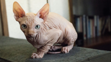 Beautiful:1pbthvwq7gq= Hairless Cat