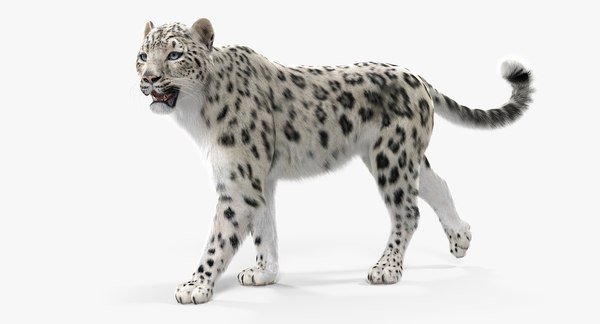 Beautiful:_Q3ibig5ipu= Snow Leopard