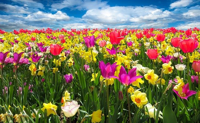 Beautiful:0w0a7mxqt9k= Flowers Images