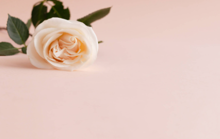 Pastel:9194xcvawds= Cute Wallpapers