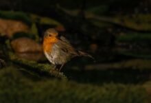 high reliability metric examination log