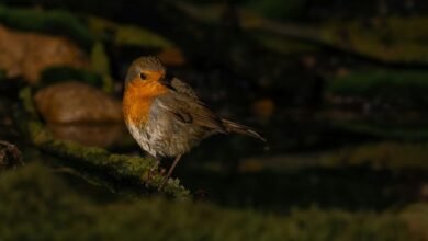 high reliability metric examination log